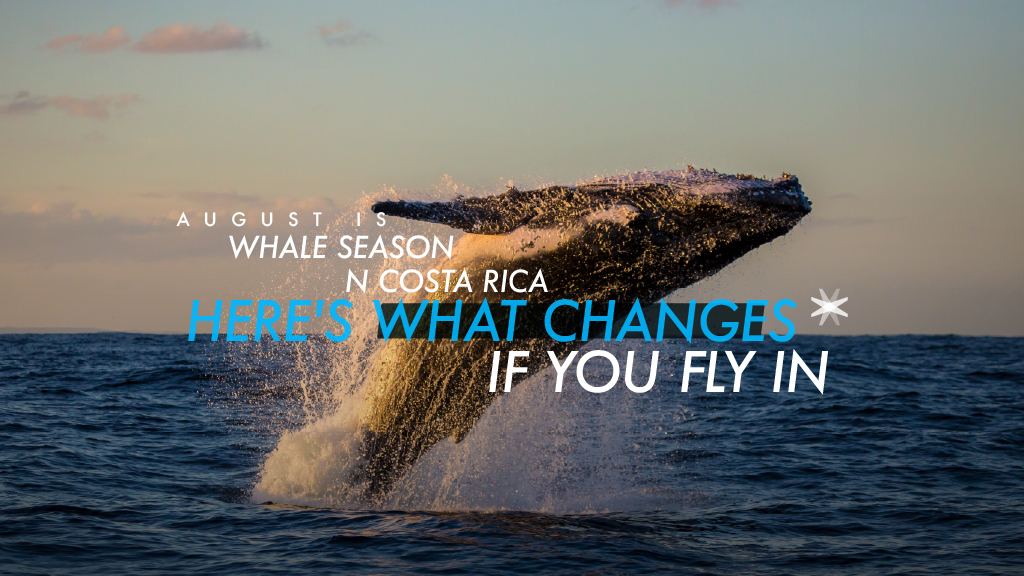 Charter flight during whale season in Costa Rica over the South Pacific