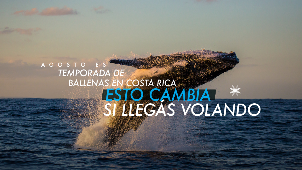 Vuelo charter en temporada de ballenas en Costa Rica sobre el Pacífico Sur